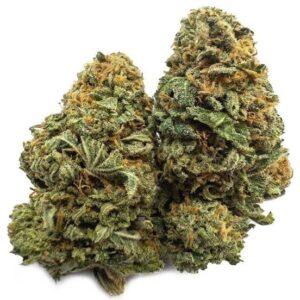 Buy Aceh Marijuana Strain