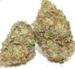Malana Cannabis Strain