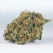 BF Blue Cheese Cannabis Strain