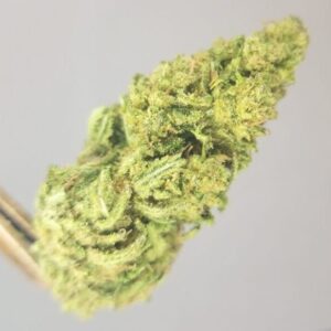Hindu Marijuana Strain