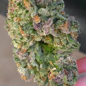 Afghani Ice Cream Strain
