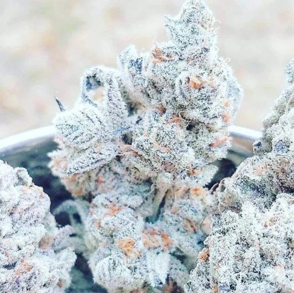 White Rhino Weed Strain