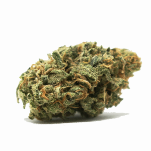 Oasis Marijuana Strain
