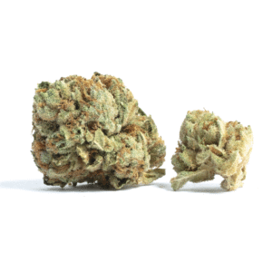 Acorn Marijuana Strain